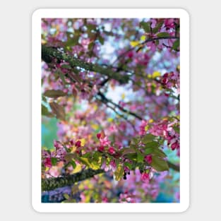 Spring Flowers in Portland Sticker